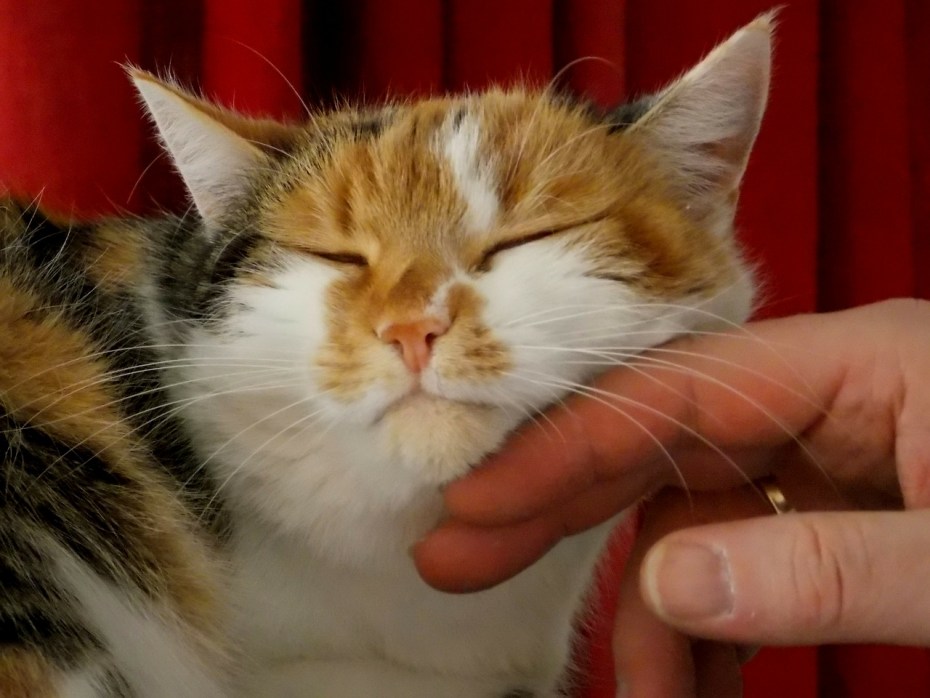 Гладить кошку