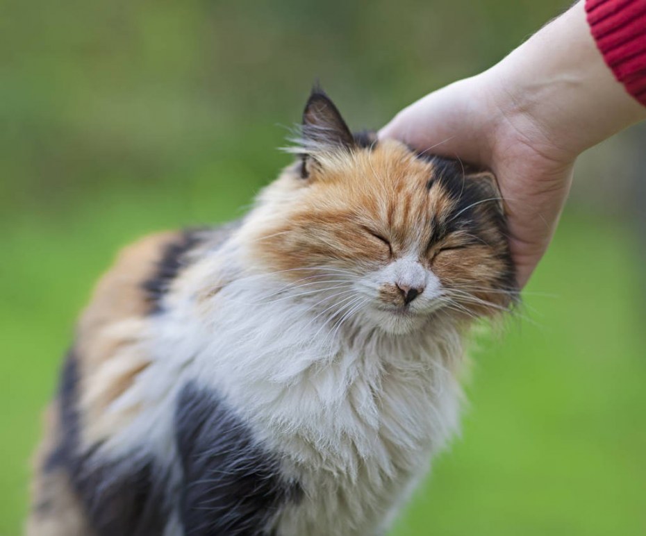Кот мурлычет