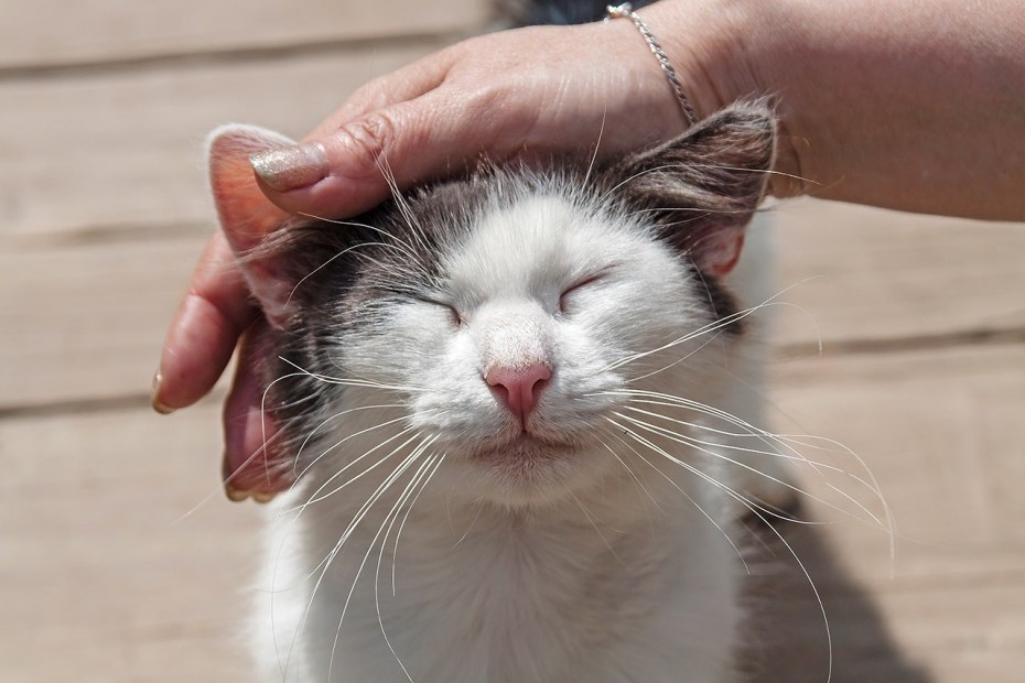 Кот которого гладят