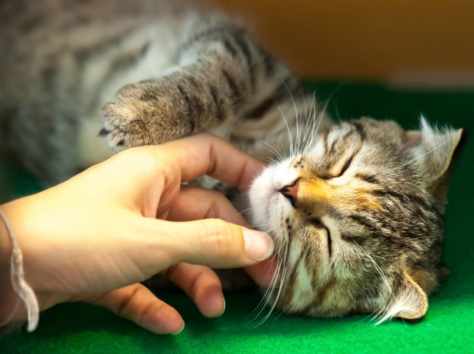 Гладить котенка