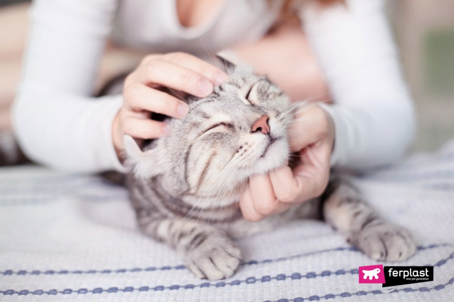 Котика гладят