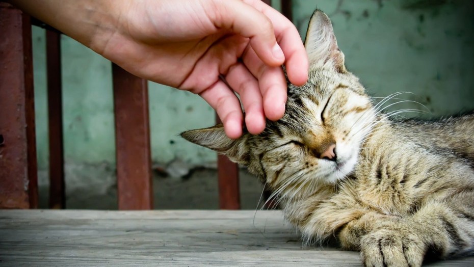 Кошка ласкается