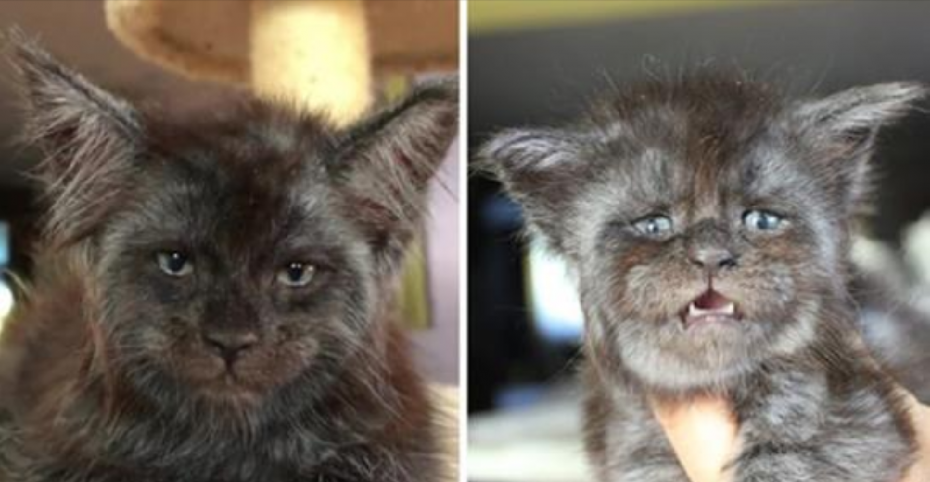 Кот мэйкун с человеческим лицом