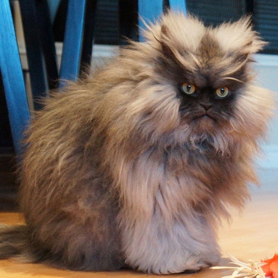 Кот полковник мяу