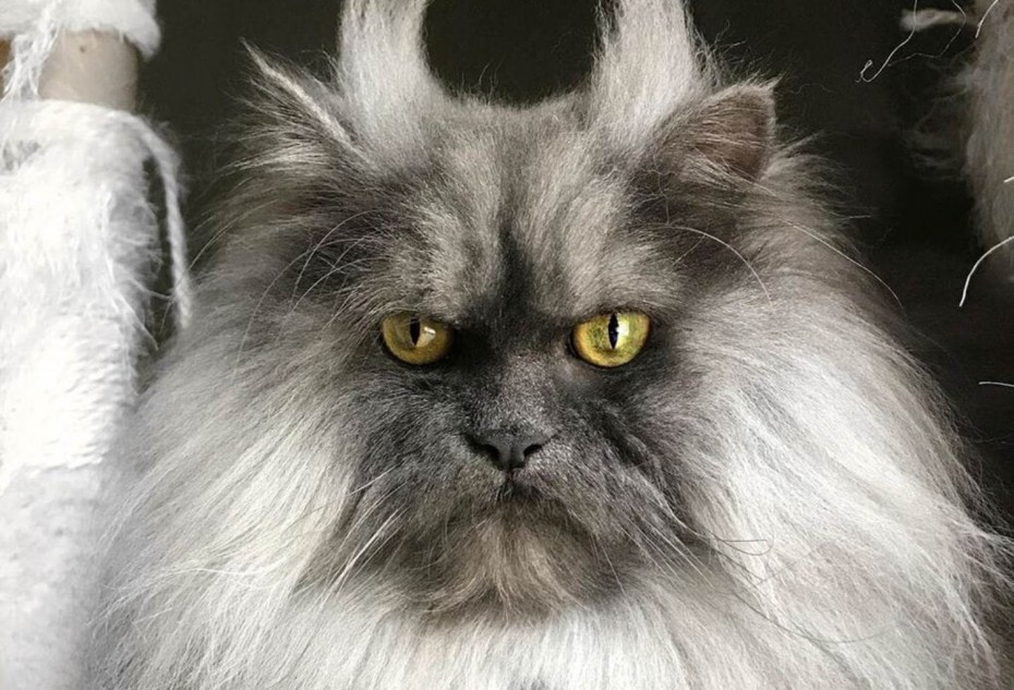 Кот похожий на демона