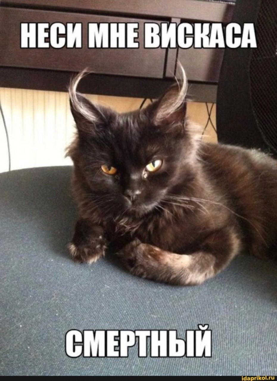 Котик с рожками