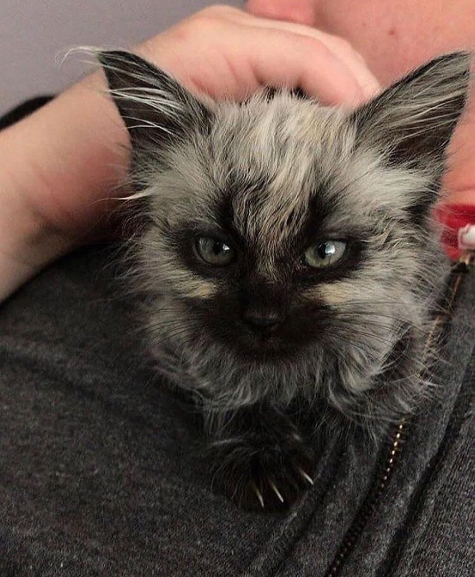 Котенок похож на чертенка