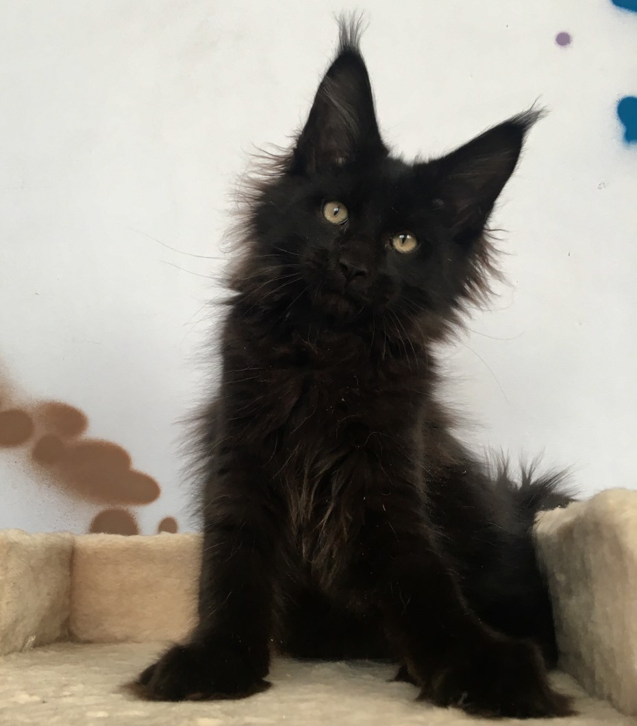 Мейн кун котенок черный