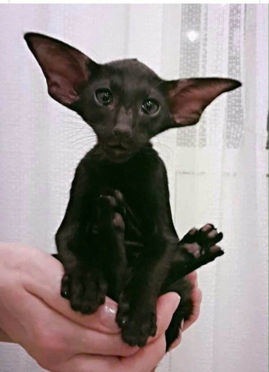 Кошка похожая на летучую мышь