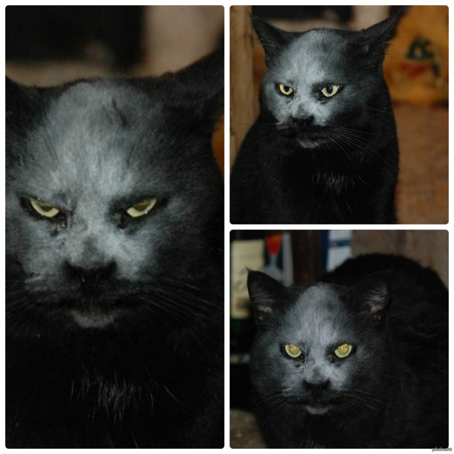 Кот похожий на демона