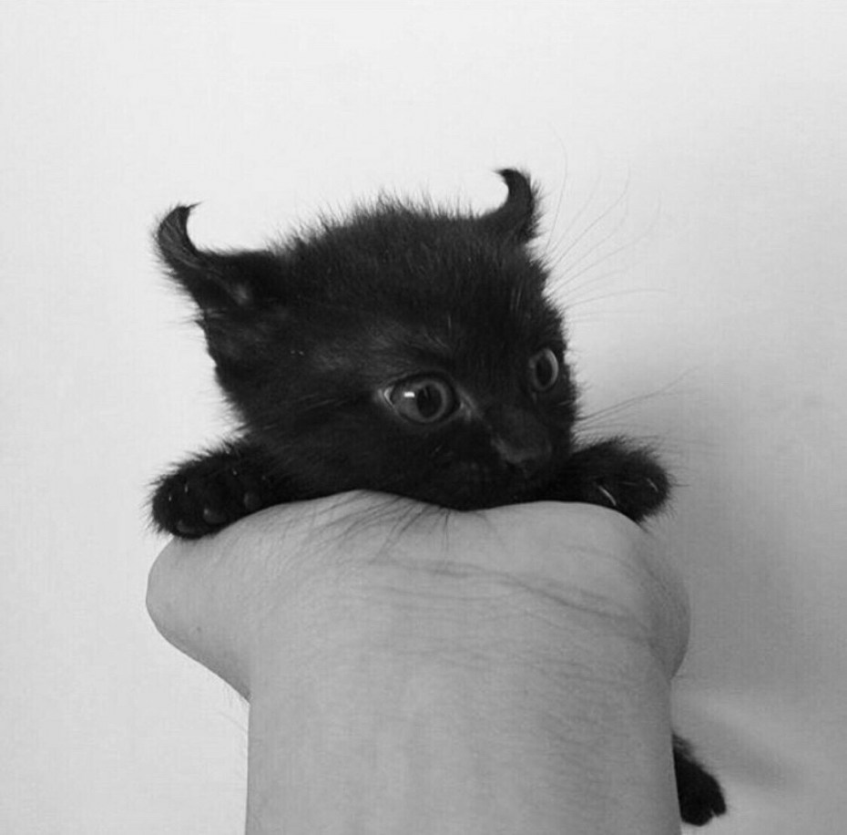 Котенок похож на чертенка