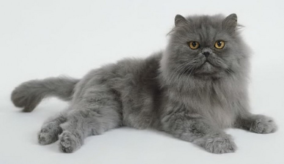 Персидская кошка серая