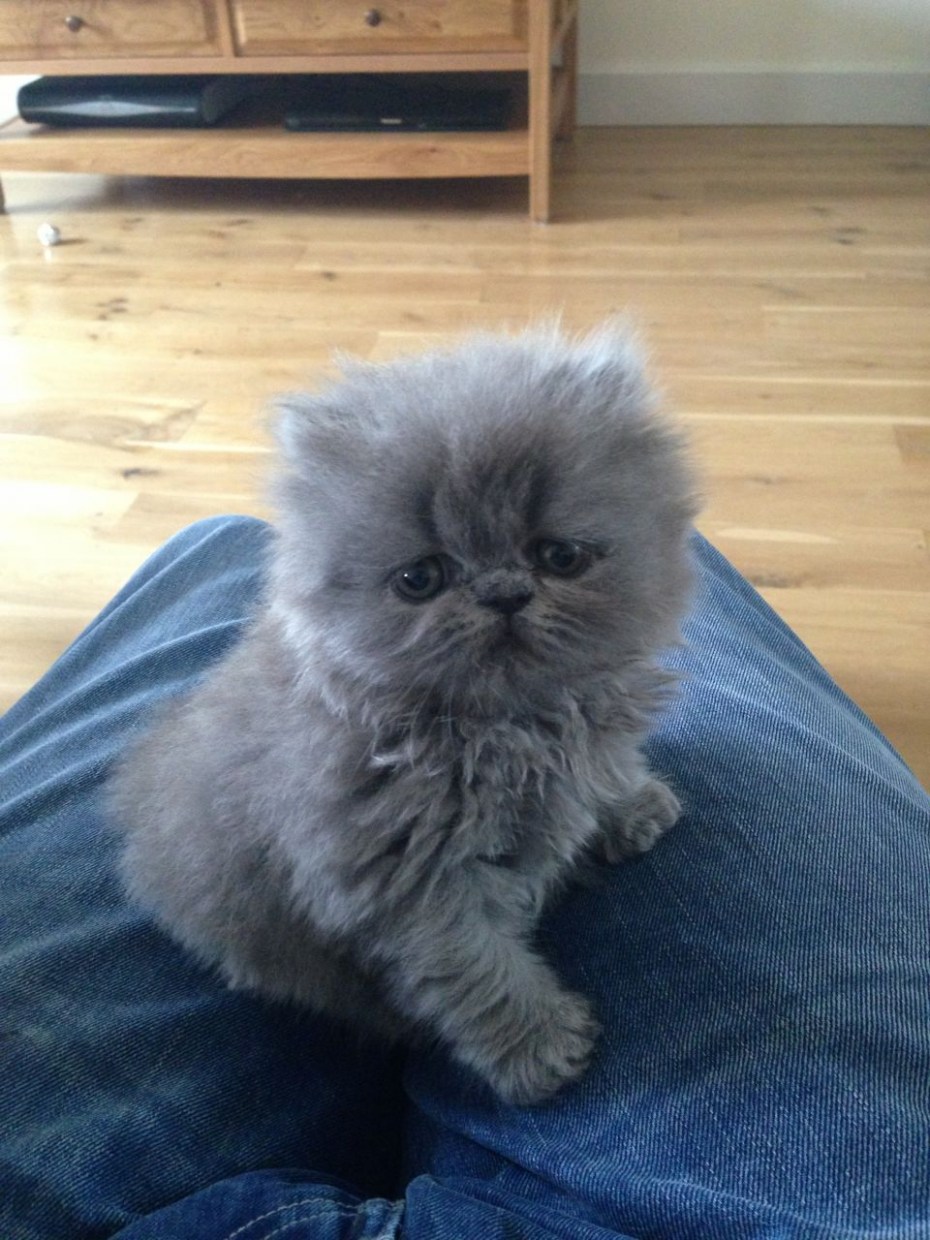 Персидские котята