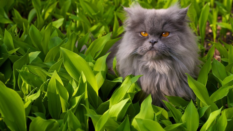 Персидская кошка на природе