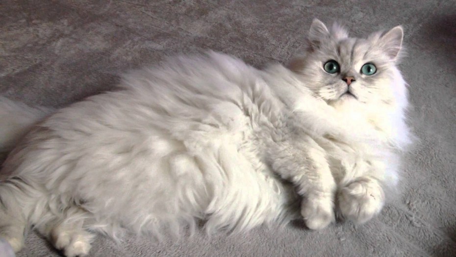 Персидская шиншилла кошка