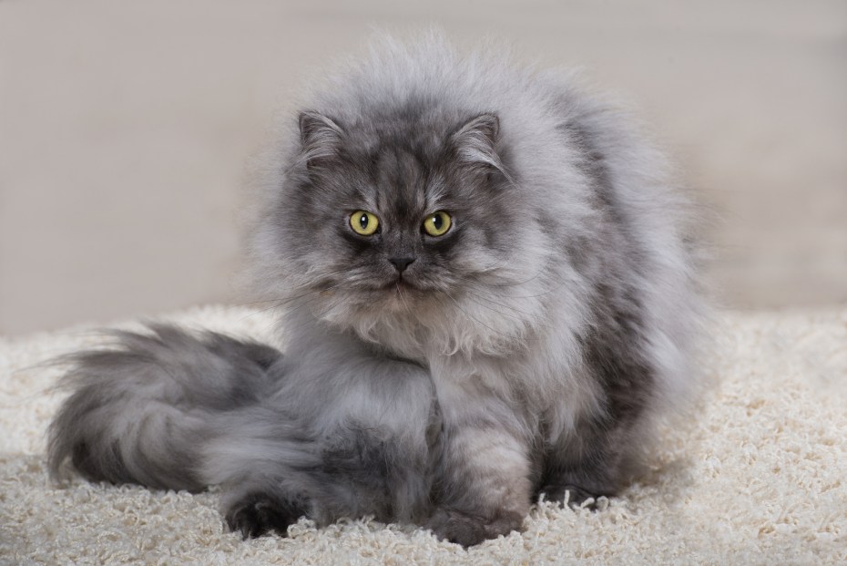 Персидско Сибирская кошка серая
