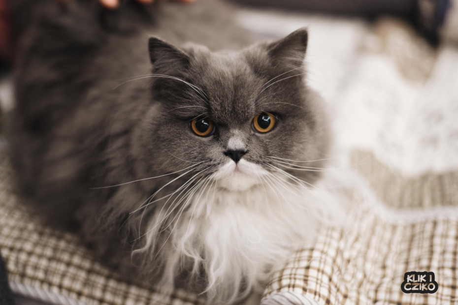 Персидский кот серо белый