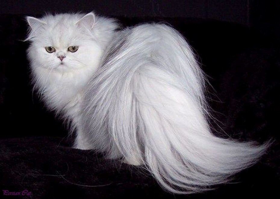 Персидская кошка
