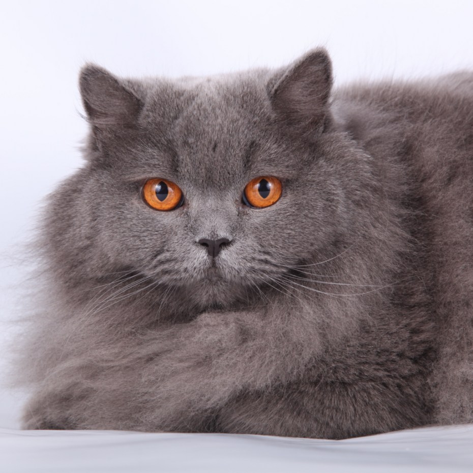 Персидская кошка белая