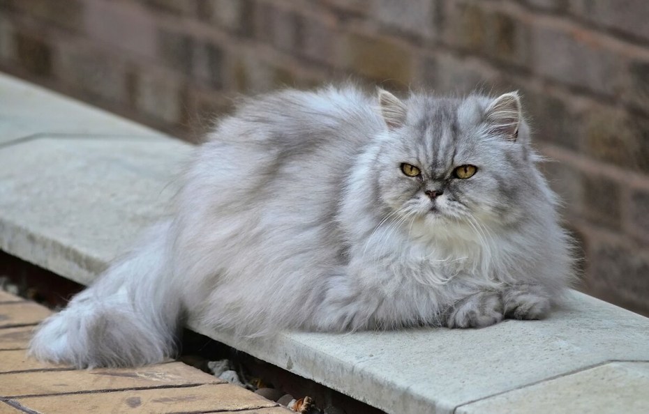 Персидская кошка