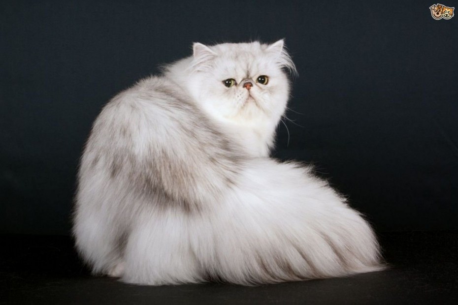 Котята персидской породы