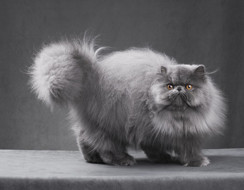 Персидская шиншилла кошка
