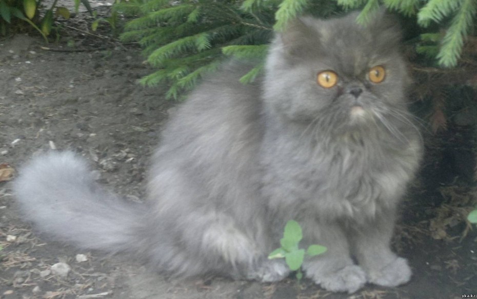 Персидская кошка серая Старая
