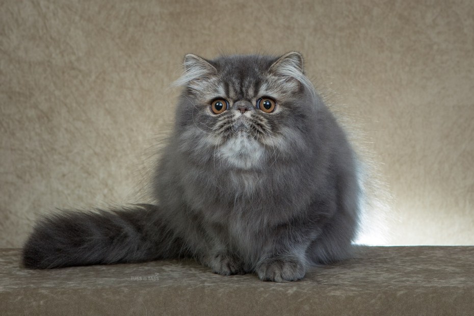 Персидская голубая кошка