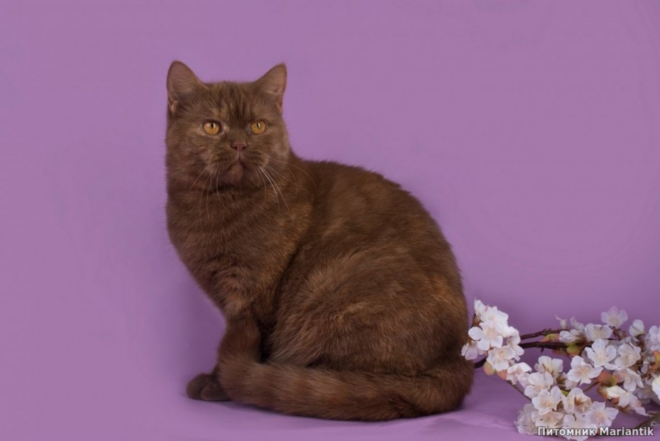 Britain Cat Chocolate