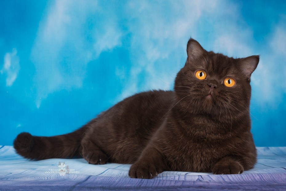 Коричневый котенок