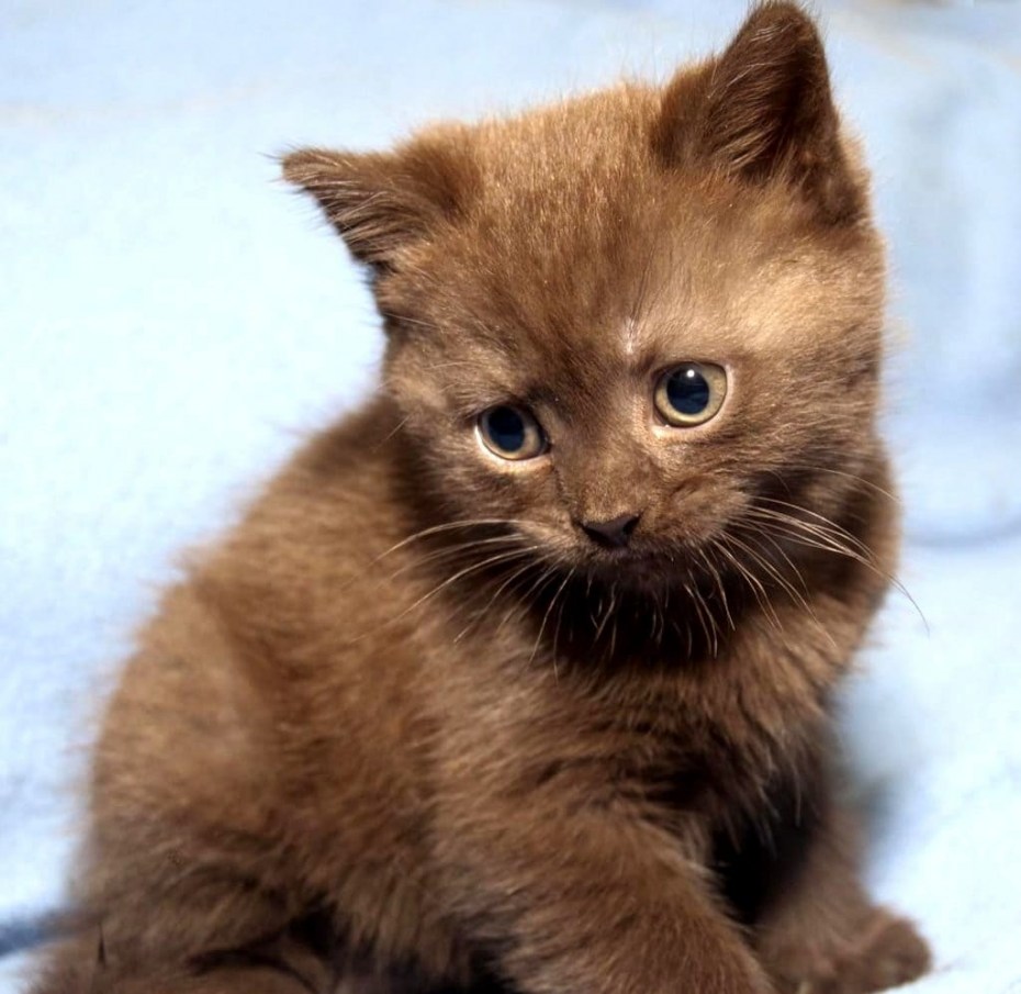 Шоколадный кот британец котенок