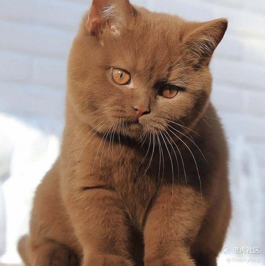 Шотландская кошка страйт циннамон