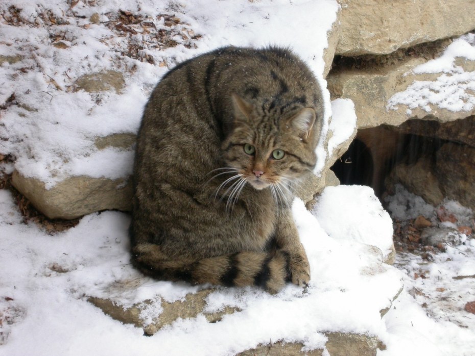 Кавказская Лесная кошка Felis Silvestris Caucasica