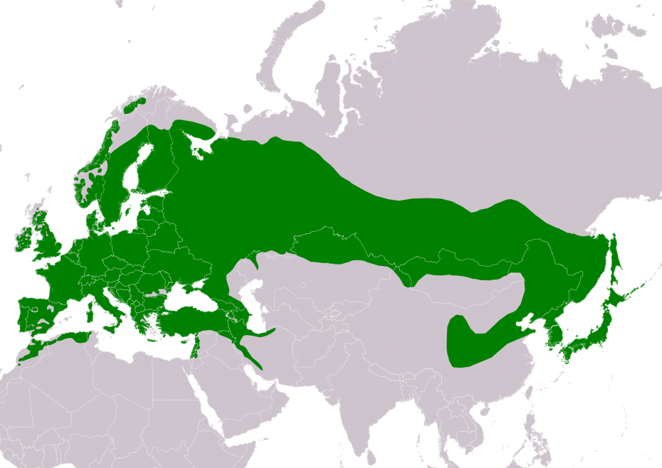 Ареалы сосен. Осина ареал. Ель финская ареал. Ареал произрастания осины. Ареал гинкго билоба.