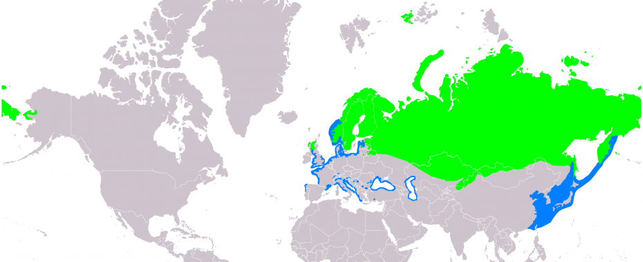 Ареал Линнеи Северной