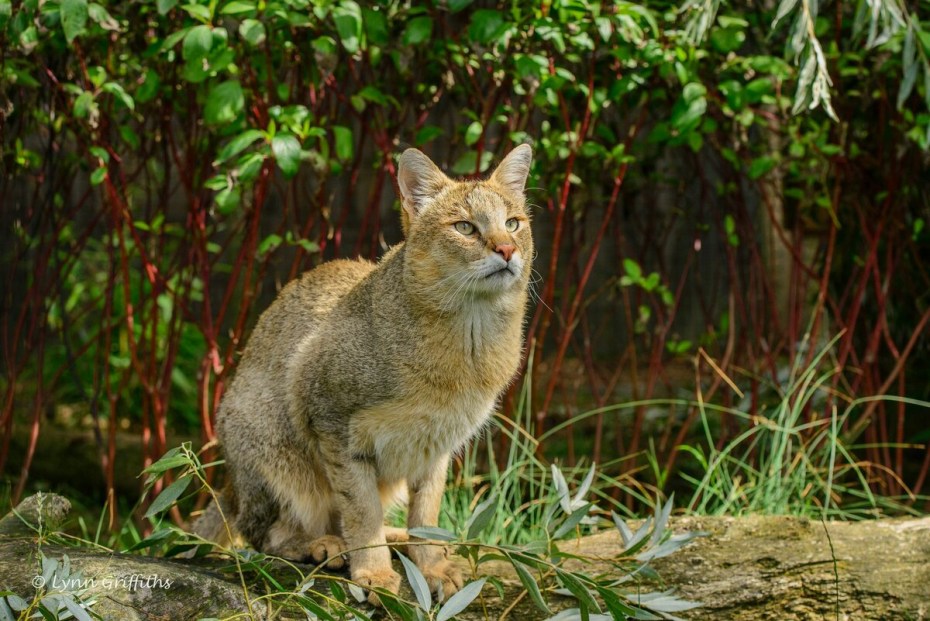 Дальневосточный Амурский Лесной кот