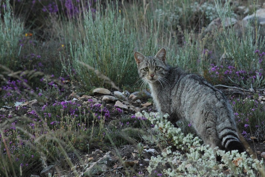 Кавказская Лесная кошка Felis Silvestris Caucasica