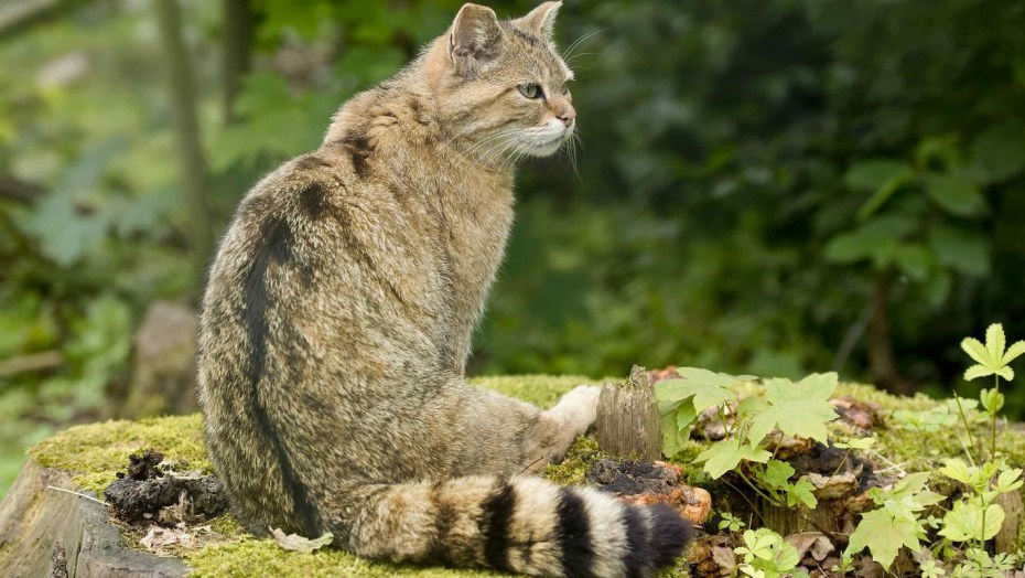 Дальневосточный Лесной кот Prionailurus bengalensis