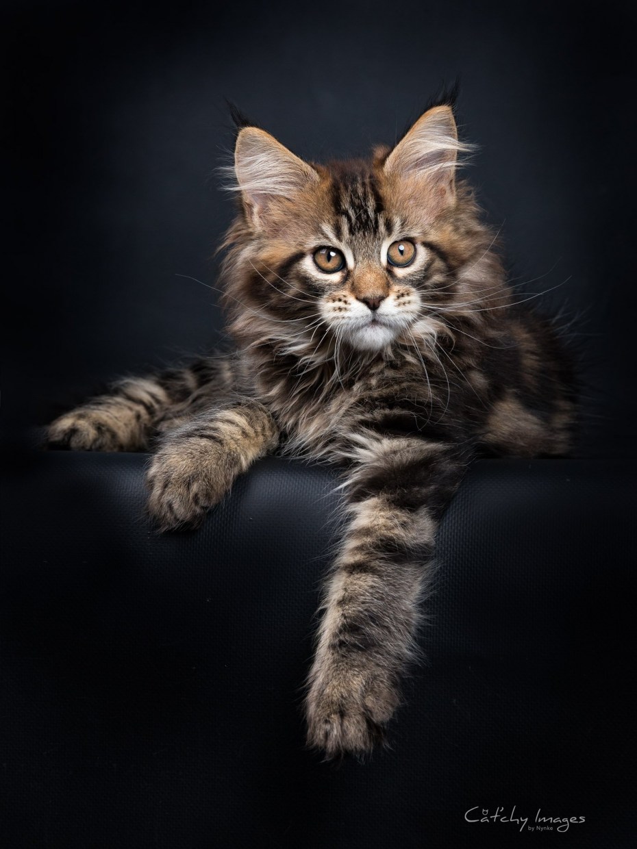 Мейн кун кот черный мраморный