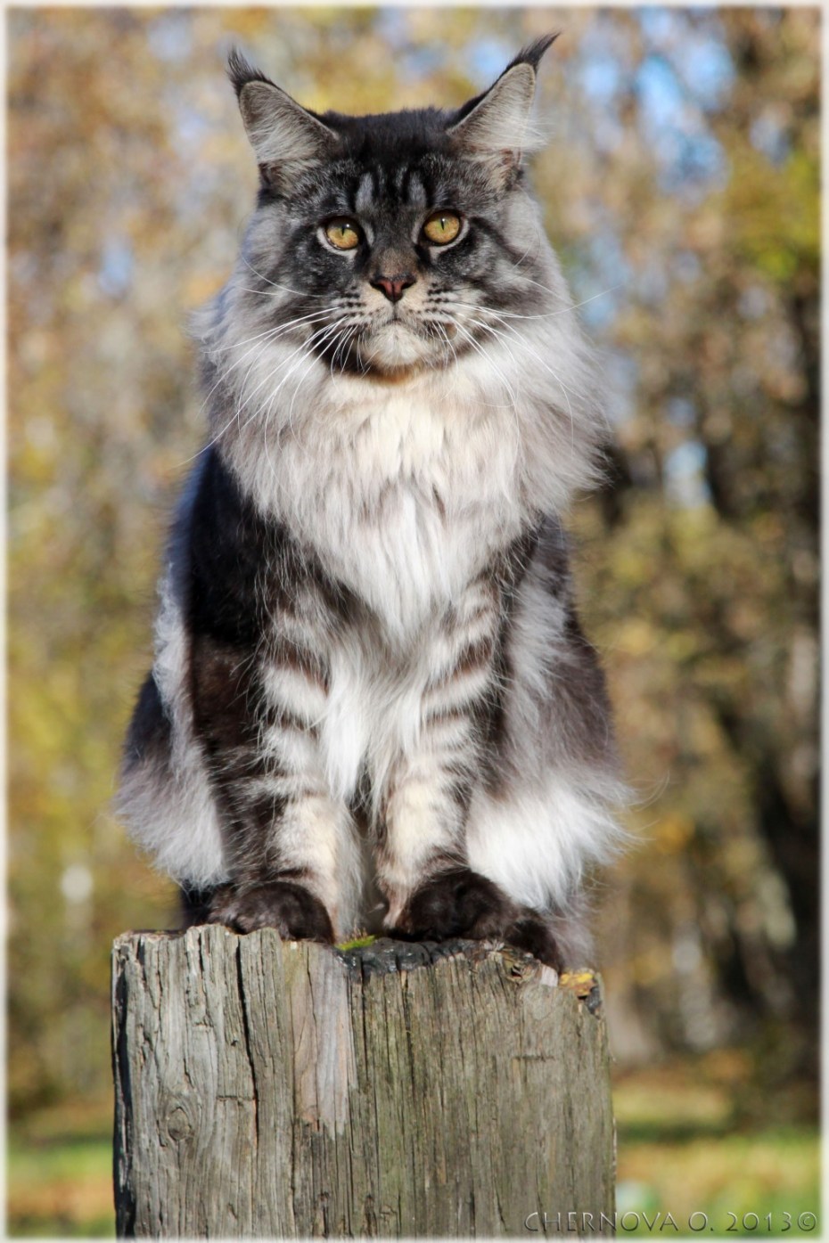 Косоглазый Мейн кун