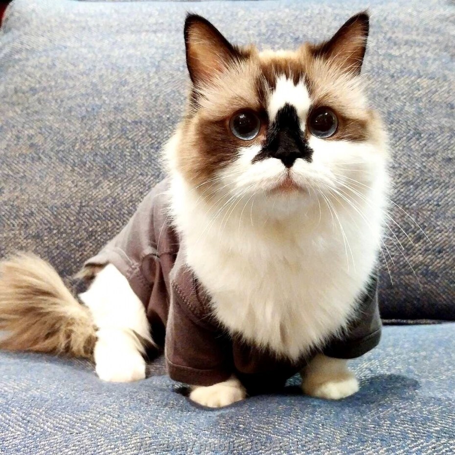 Манчкин кот