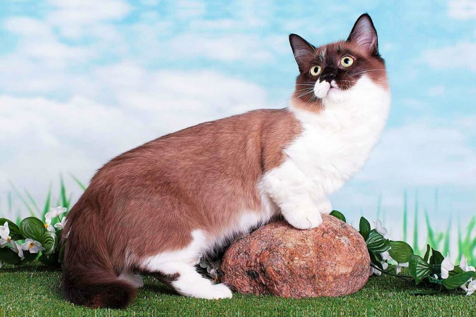 Манчкин кот