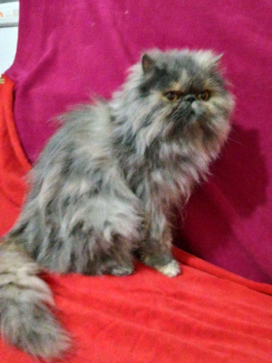 Черепашья Персидская кошка