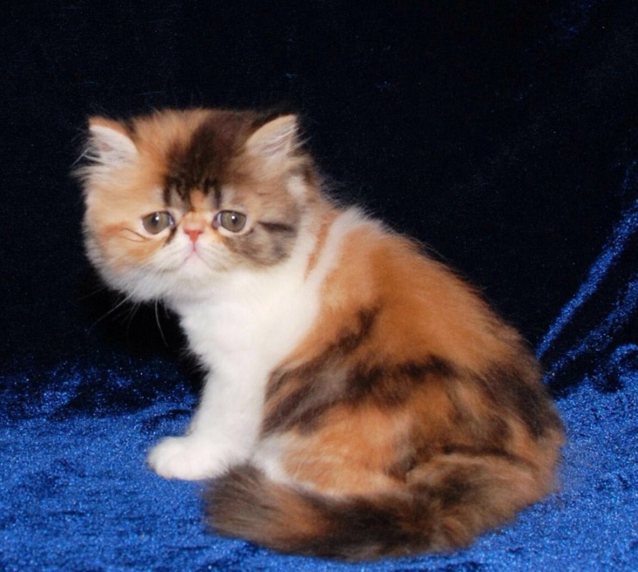 Персидский котенок трехцветный