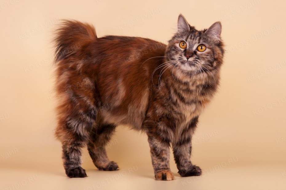 Средняя настоящая кошка
