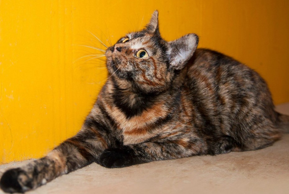 Персидский котенок трехцветный