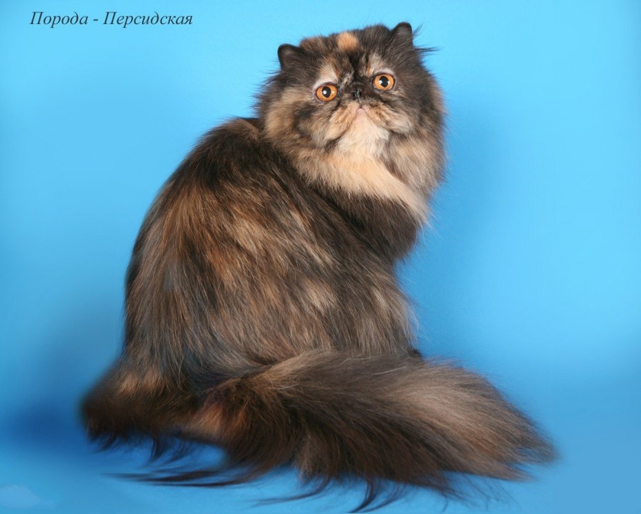 Персидская кошка
