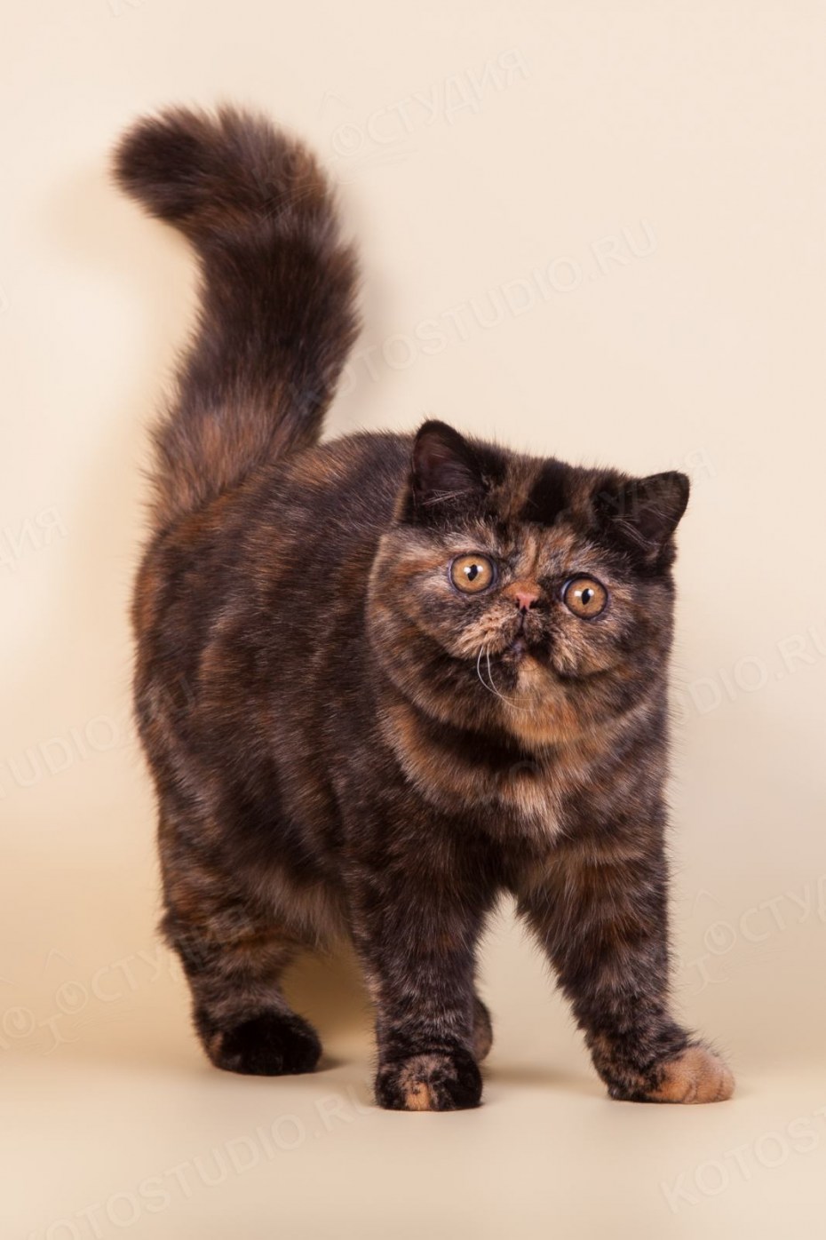 Персидский котенок трехцветный