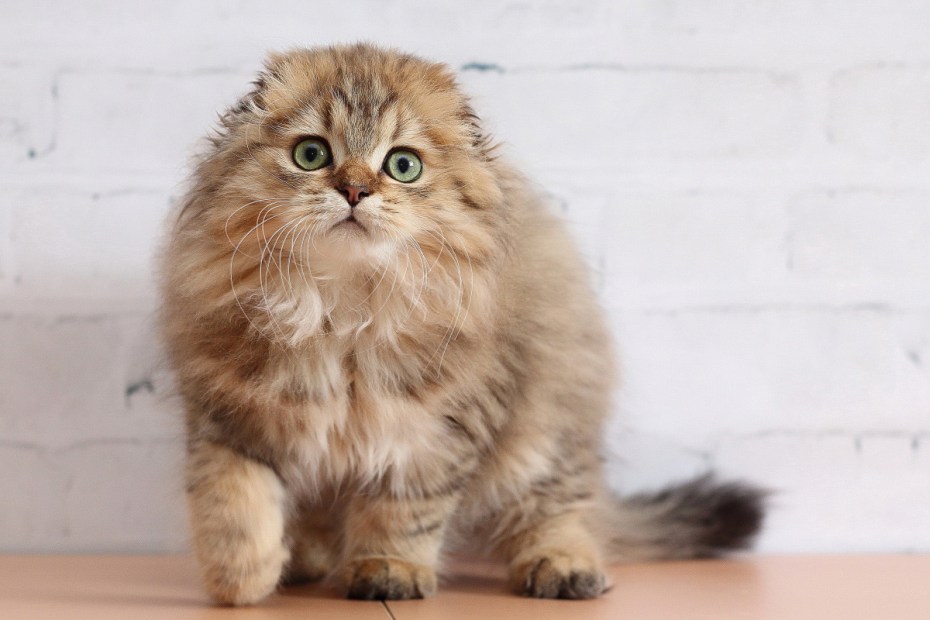 Шотландская вислоухая кошка длинношерстная