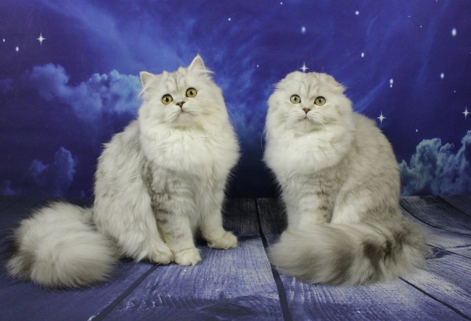 Кот хайленд фолд